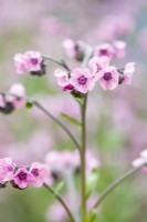Cynoglossum amabile 'Mystic Pink' Chinese forget-me-not