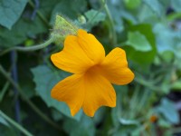 Thunbergia 'Gregorii'  in flower August Summer