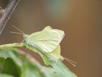 Small white Pieris rapae butterflies mating