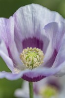 Papaver somniferum 'Rum Rye Beaner' - opium poppy flowering in summer - July