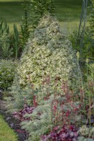 Pittosporum tenuifolium 'Irene Paterson' pruned as a topiary cone in a summer border - June