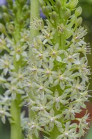 Eucomis pallidiflora - giant pineapple lily flowering in summer  - August