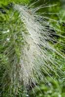 Pennisetum villosum - feathertop - August