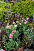 Small London garden in spring with tulip collection - Tulipa 'Apricot Parrot' and 'Request' and 'Weber's Parrot' and Aeonium 'zwartkop' 