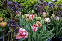 Tulipa 'Weber's Parrot' and Aeonium 'zwartkop'
