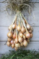 Shallots hung up to dry