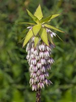 Eucomis bicolor - Pineapple flower  early September
