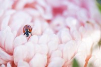 Ladybird on a Callistephus 'Duchesse Apricot'
