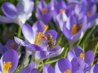 Honey bee apis mellifera feeding on crocus February