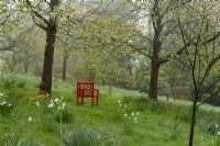 A Chinese red painted chair beneath Prunus blossom surrounded by Narcissus in May