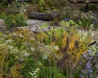 M and G show garden, transforming an urban space in a green oasis. Plants included:  Aster sedifolius 'Nana', Pennisetum alopecuroides 'Cassian', Cenolophium denudatum and Aralia cordata. Designer: Harris Bugg Studio. Sponsor: M and G