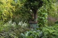 RHS COP 26 garden, in the secion titled 'Balance' shows tender edible plants along side ornamental ones.   In the large copper container is, Citrus X sinensis - an orange tree, which is surrounded by Brassicas - cabbages curly-leaf kale,  Phaseolus coccineus - runner beans and ferns. 