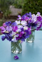Jars of Lathyrus odoratus, highly scented sweet peas on the garden table.  The more you pick them the more flowers you get.