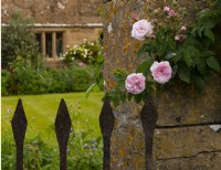 Rosa 'Pink Noisette' growing on a stone pillar next to an iron gate