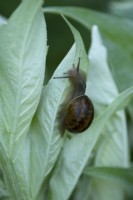A common garden snail on a leaf.