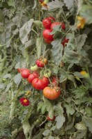 Solanum lycopersicum 'Marmande Superprecoce' - Tomatoes
