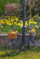 Old bicycle with basket planted up with spring flowers in Norfolk cottage garden