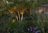 Late flowering perennials surrounded by Taxus baccata and Heptacodium miconioides lit at night in The Florence Nightingale Garden.