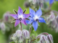 Borago officinalis with pink and blue flowers - Borage - June