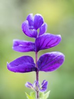Salvia horminum - Painted Sage - July