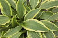 Hosta 'Jubilee' - Plaintain Lily - May
