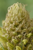 Asphodeline lutea  Asphodel  Syn. Asphodeline flava  Asphodelus luteus  Flower buds  May
