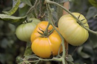 Solanum lycopersicum 'Brandywine Yellow' tomato