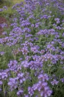 Phacelia tanacetifolia is a useful nectar plant for bees
