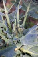 Larvae of Pieris brassicae - Large White Butterfly on Brassica - Cabbage plant.