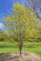 Cercidiphyllum japonicum 'Claim Jumper' - Katsura tree in mound of natural mulch - May