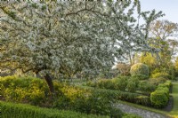 Malus sargentii - Sargent's apple tree flowering in the rose garden in Spring - April