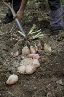 Lifting tubers of Solanum tuberosum 'Sarpo Mira' potatoes