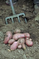 Lifting tubers of Solanum tuberosum 'Alouette' potatoes