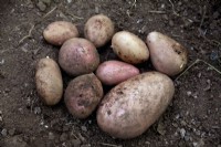 Tubers of Solanum tuberosum 'Sarpo Una' potatoes