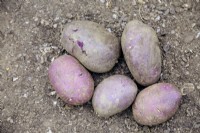 Tubers of Solanum tuberosum 'Sarpo Blue Danube' potatoes