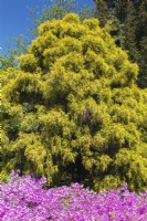 Rhododendron - Azalea shrub with pink blossoms and Chamaecyparis pisifera 'Lemon Thread' - Sawara False Cypress tree in border - May