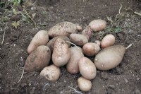 Lifting tubers of Solanum tuberosum 'Sarpo Axona' potatoes