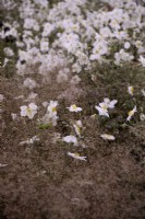 Anemone x hybrida 'Honorine Jobert' with Sporobolus heterolepis in September