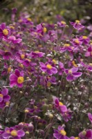 Anemone hupehensis 'Hadspen Abundance' in September