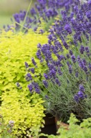 Lavendula and Origanum vulgare - Lavender 'Hidcote' and Oregano in pots 