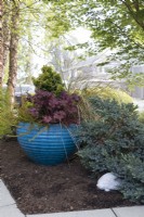 Turquoise container in border planted with Chamaecyparis obtusa 'Nana lutea', Heuchera Dolce 'Cherry Truffles', Calluna vulgaris 'Wickwar Flame' and Anemanthele lessoniana.