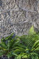 Ferns growing at the base of a stone garden wall in summer - July