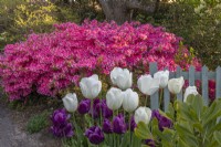 Tulipa 'Ivory Floradale' and 'Purple Rain' flowering in Spring near pink Azaleas - May