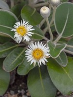 Pachystegia insignis  Marlborough rock daisy