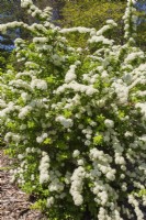 Rubus tricolor - shrub with white blossoms - May