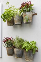 Pots of chillies and herbs in weathered metal on a white rendered wall. Including basil, Ocimum basilicum, coriander, Coriandrum sativum, and thyme, Thymus sp. Green Sky Pocket Garden.