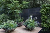 Stolen Soul Garden. Three sculptural, scalloped, wooden containers, with mainly green and white planting stand on a bare surface, with black wall behind. Plants include a stag's horn sumach tree, Rhus typhina, astrantia, evergreen foliage, delphiniums, nepeta, and grasses.