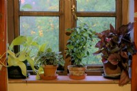 Houseplants for a north shady windowsill left to right -  Epipremnum aureum, Peperomia 'Piccolo Banda', Pilea cadierei and Begonia rex cultivar,