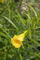 Thevetia peruviana, Yellow oleander. 