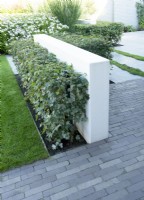Dividing garden with hedges planted around white low walls.